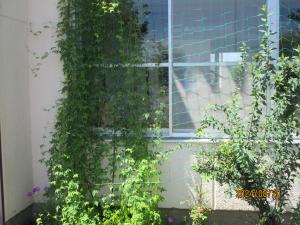 夏の草花④