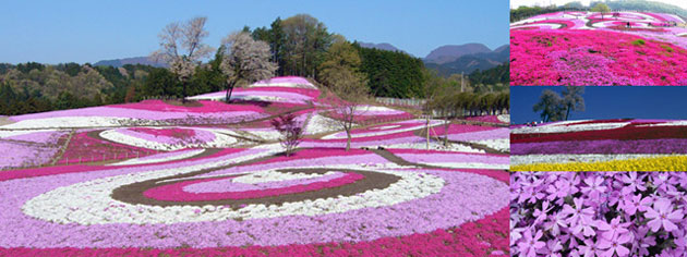 芝桜公園満開の様子