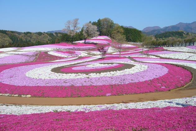 みさと芝桜公園の画像