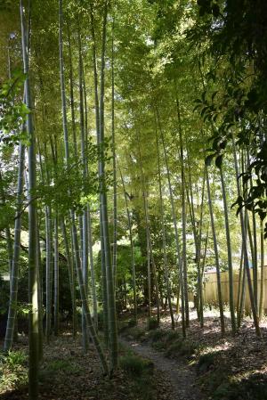 庭園南側の竹