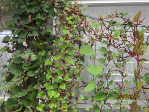 園庭の草花②