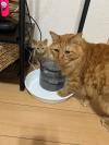 茶トラ猫写真