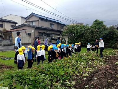 さつまいも掘り01