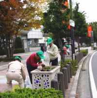 秋、パンジーの苗の植え込みの画像