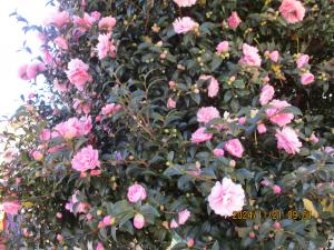 山茶花