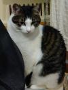 キジ白八割れ猫正面向き写真