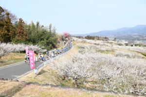 第33回はるな梅マラソン梅林写真
