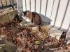 長毛猫全体写真
