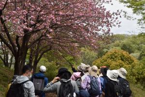 自然観察会桜1