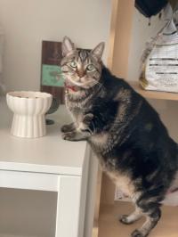アメショ柄猫横向きの写真