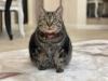 アメショ柄猫正面向きの写真