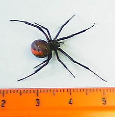 セアカゴケグモ（メス）※群馬県提供