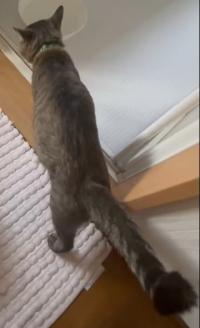 キジ猫長いしっぽ