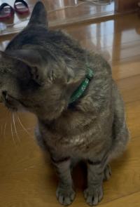 キジ猫黄緑色首輪
