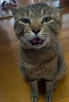 キジ猫