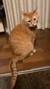 茶トラ猫全体写真