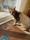 トラ柄猫正面向きの写真