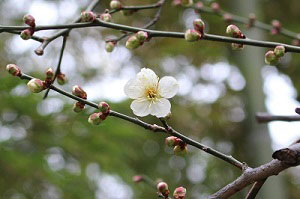 旧井上邸の梅の開花の様子