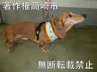 ダックスフンド横向きの写真
