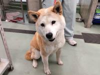 茶白犬正面