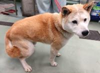 茶白犬右側面