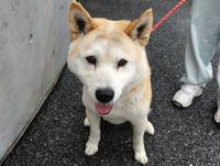 茶白犬舌出てるパート１