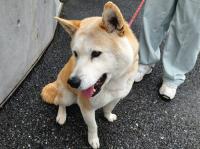 茶白犬舌出てるパート２