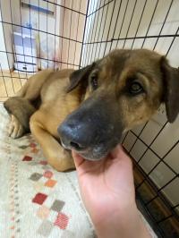 シェパード風雑種犬正面アップ