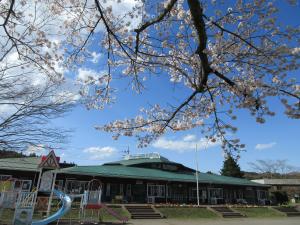 桜と園舎