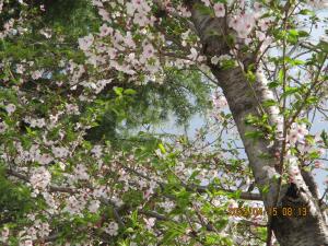 葉桜