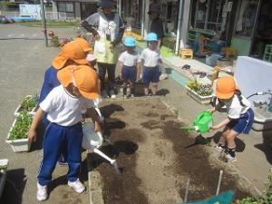 とうもろこしの種まき３
