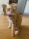 茶トラ猫正面の写真