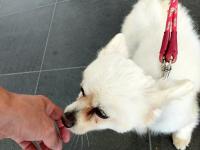 白犬手の匂い嗅いでいる