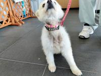 白犬首元脱毛