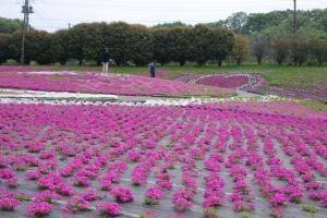 芝桜公園 西から撮影