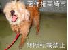 トイプードル正面写真