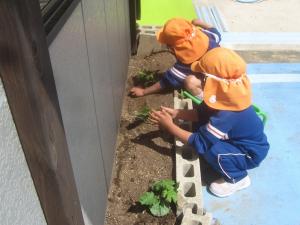 野菜の苗植え3