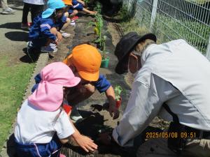 野菜植え④