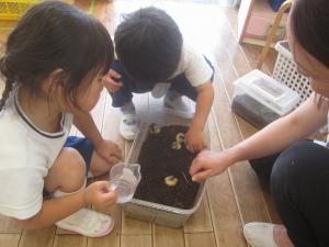 カブトムシの幼虫1