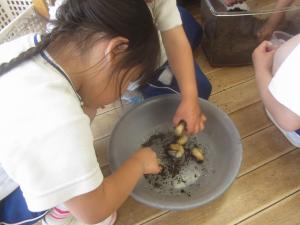 カブトムシの幼虫の世話