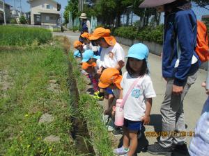 野の草花
