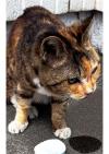 三毛猫