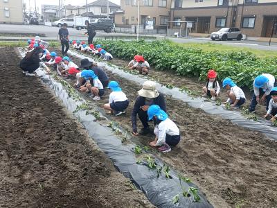 さつま苗植え03