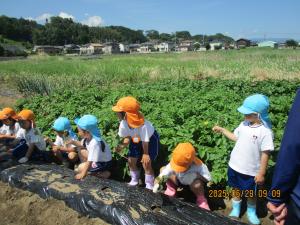 さつまいもの苗植え①