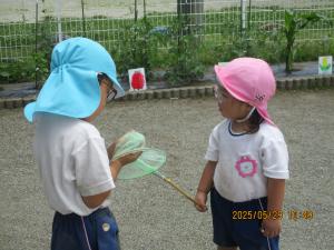 蝶々捕り