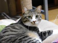 キジ白猫横向き写真