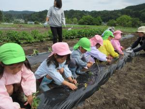 サツマイモの苗植え
