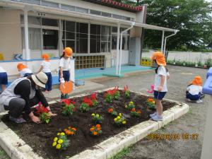 年長花植え③