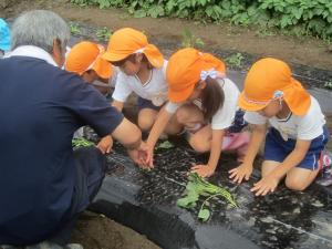 さつまいもの