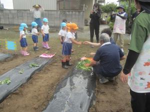 さつまいもの苗植え2